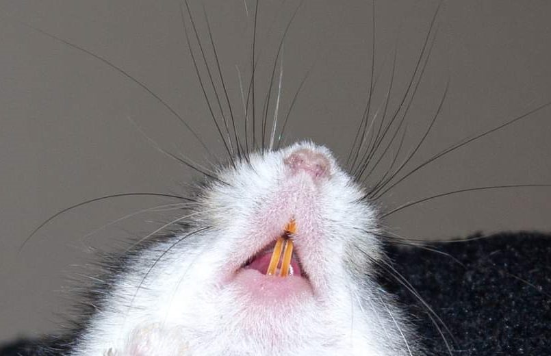 hörcsögfog kisokos