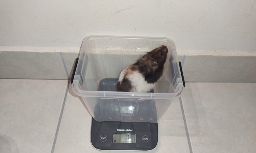 hörcsög heti mérés