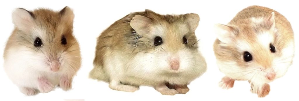 roborovszki törpehörcsög